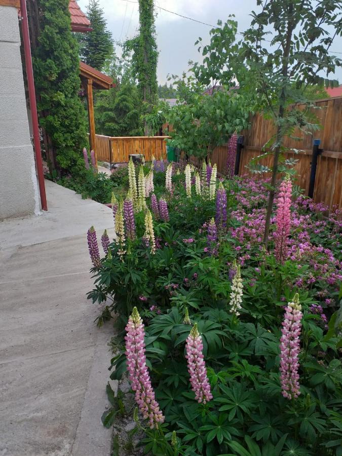 Pensiunea Floare De Colt Belis Exterior photo